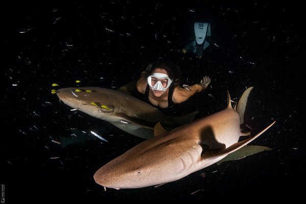 Tawny Nures Sharks & Freediver