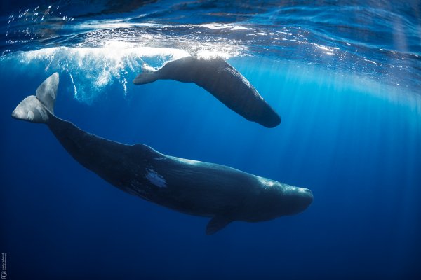 Sperm Whales