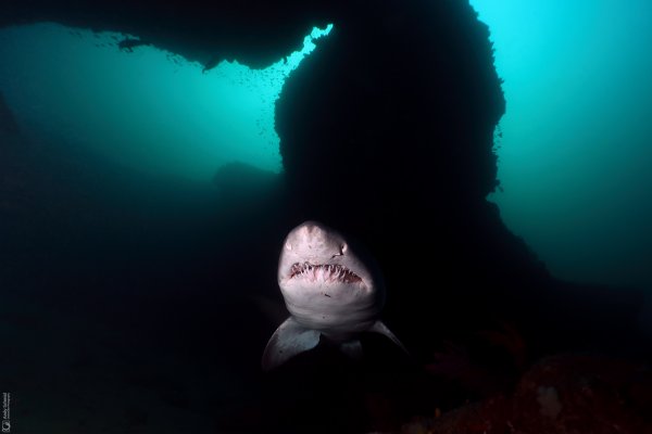 Ragged-Tooth Shark
